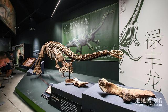 恐龙化石特展在京开幕，展出超500件珍贵古生物化石